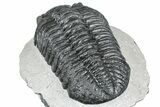 Huge Phacopid (Drotops) Trilobite - Issoumour, Morocco #363233-5